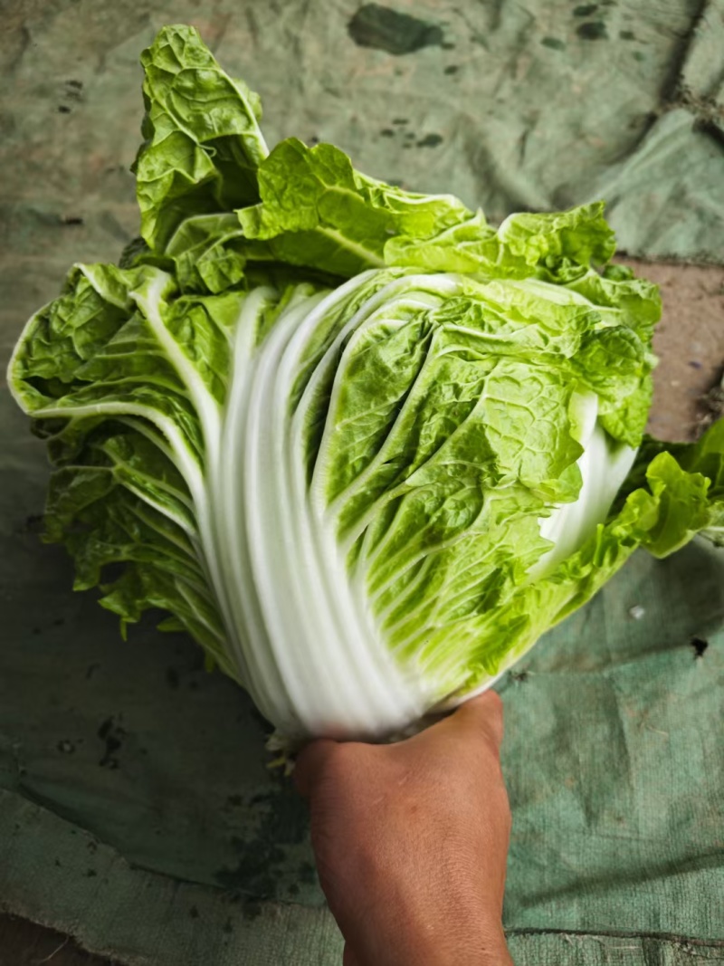 河南白菜新乡小包白菜秦白2号白菜一手货源全国批发