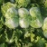 河南白菜新乡小包白菜秦白2号白菜一手货源全国批发