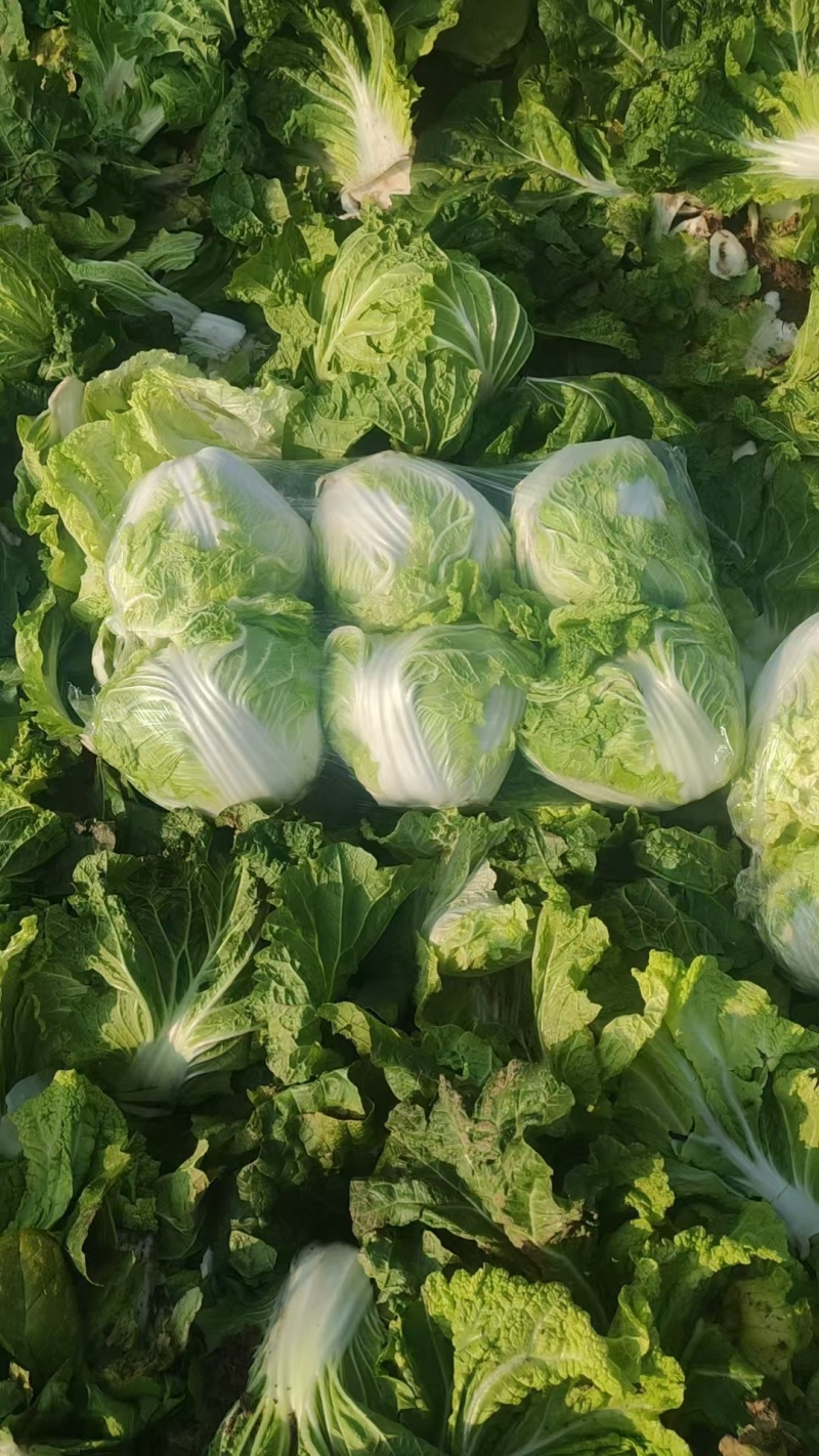 河南白菜新乡小包白菜秦白2号白菜一手货源全国批发