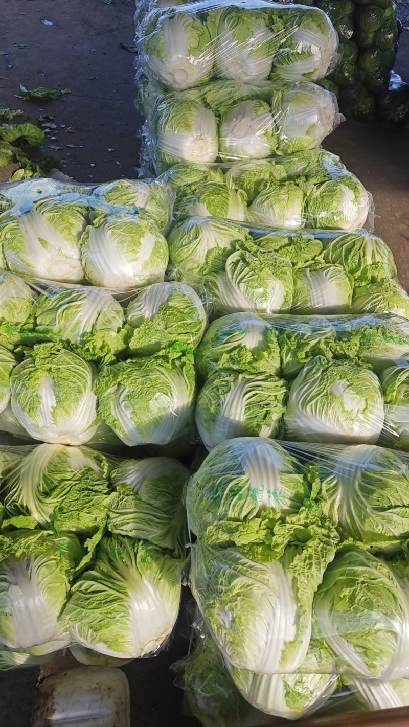 河南白菜新乡小包白菜秦白2号白菜一手货源全国批发