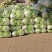 河南白菜新乡小包白菜秦白2号白菜一手货源全国批发