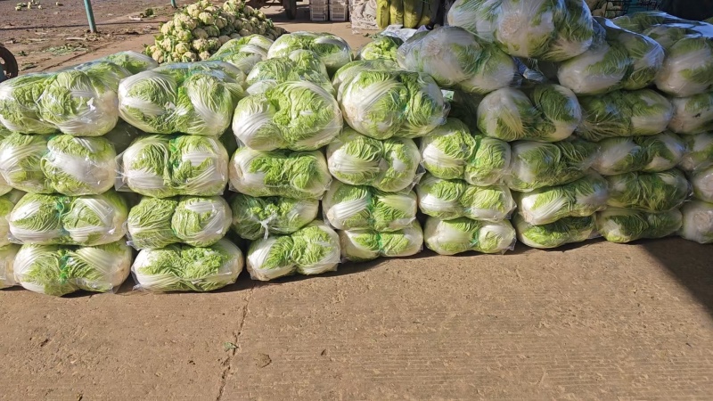 河南白菜新乡小包白菜秦白2号白菜一手货源全国批发