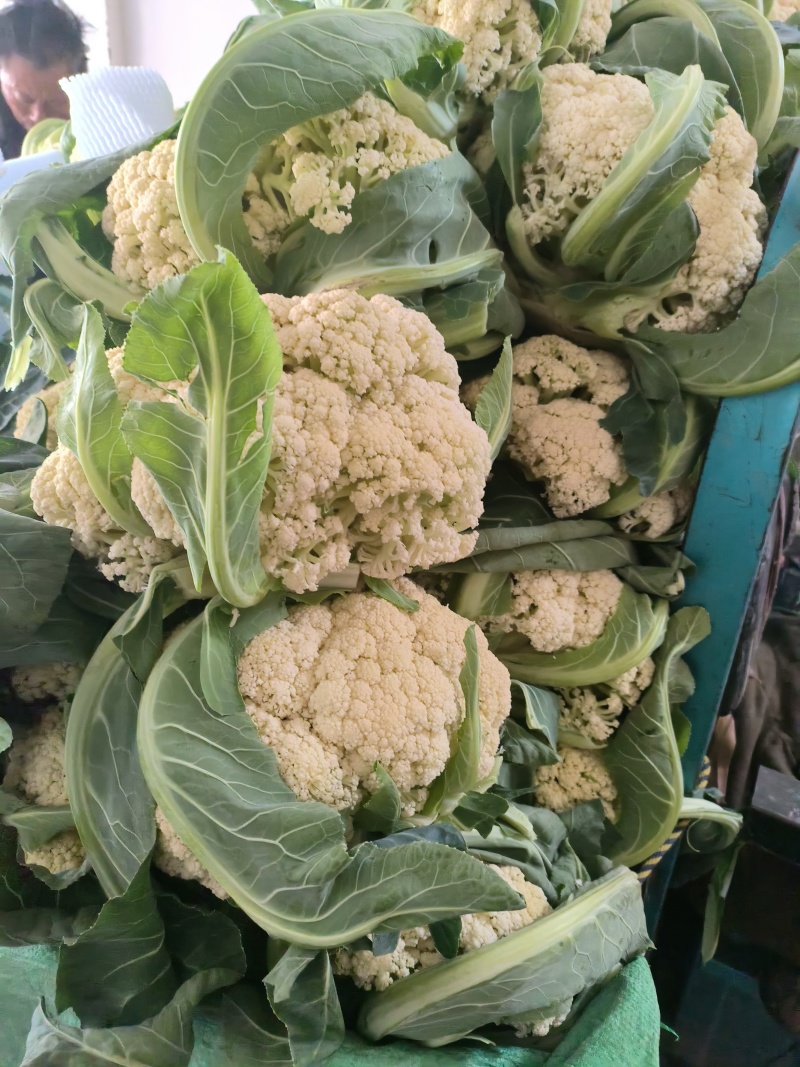 《实力推荐》精品菜花/河南花菜/白面青梗花菜/货源充足
