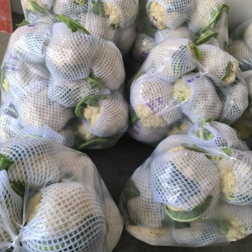 《实力推荐》精品菜花/河南花菜/白面青梗花菜/货源充足