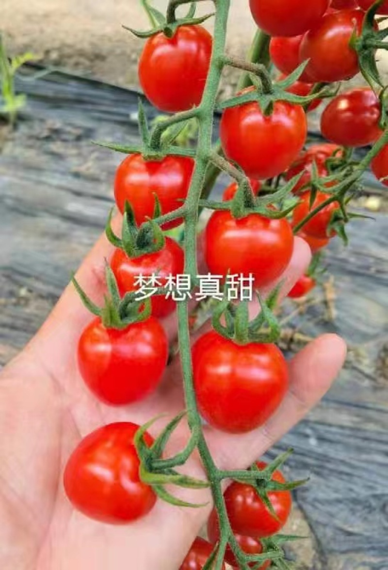 圣女果苗，品种齐全支持全国发苗，