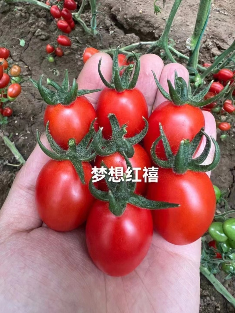 圣女果苗，品种齐全支持全国发苗，