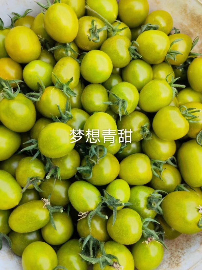 圣女果苗，品种齐全支持全国发苗，