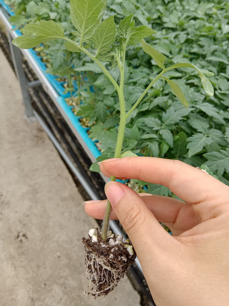 圣女果苗，品种齐全支持全国发苗，