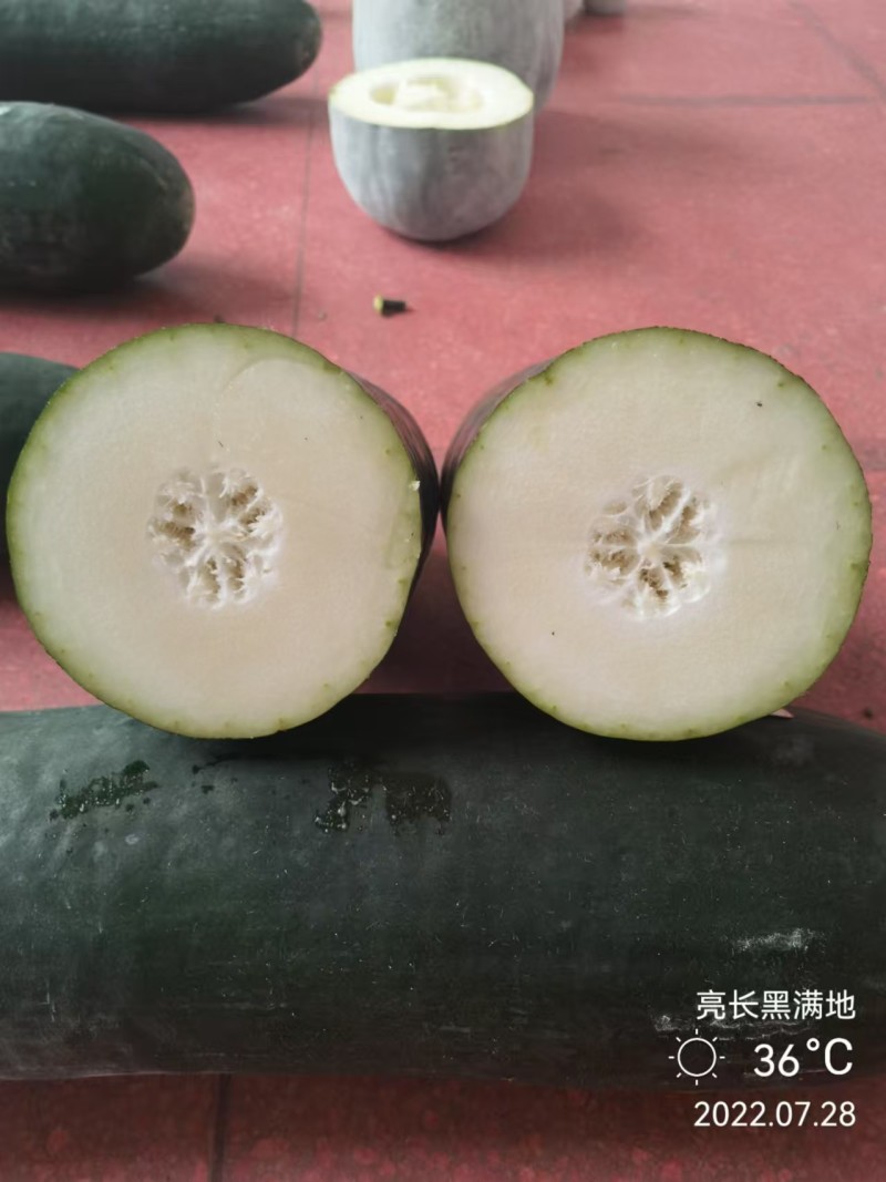亮长黑满地黑皮冬瓜种子全国发货量大从优