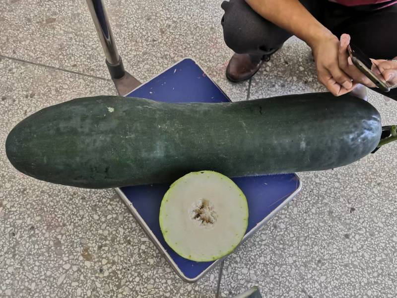 亮长黑满地黑皮冬瓜种子全国发货量大从优