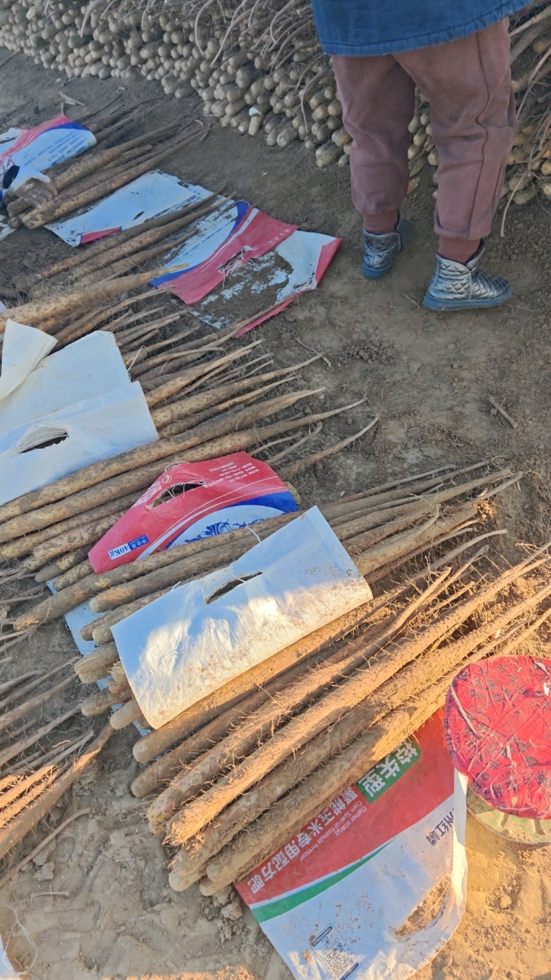 榆林紫药，大量有货，保质保量！欢迎合作！