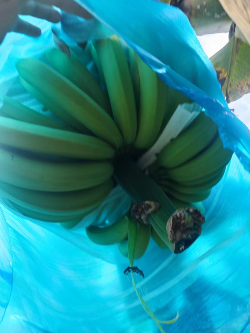 云南精品巴西蕉，软糯香甜，可长期发货视频看货