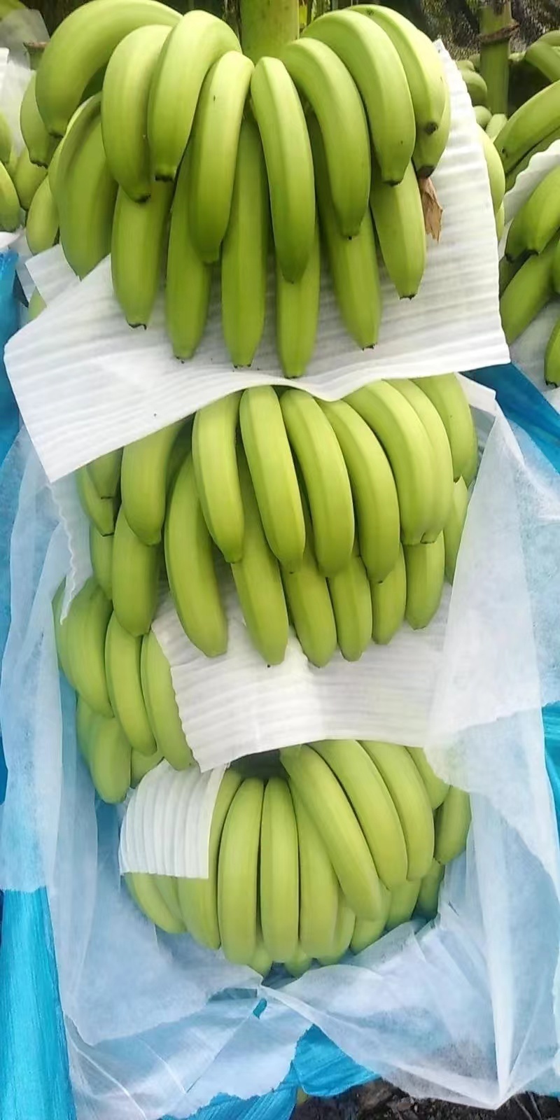 云南精品巴西蕉，软糯香甜，可长期发货视频看货