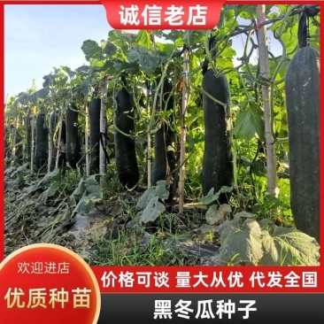 亮长黑满地黑皮冬瓜种子全国发货量大从优
