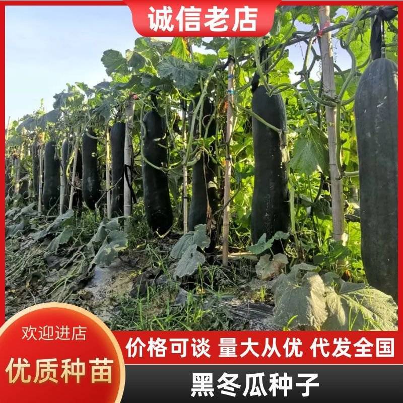 亮长黑满地黑皮冬瓜种子全国发货量大从优