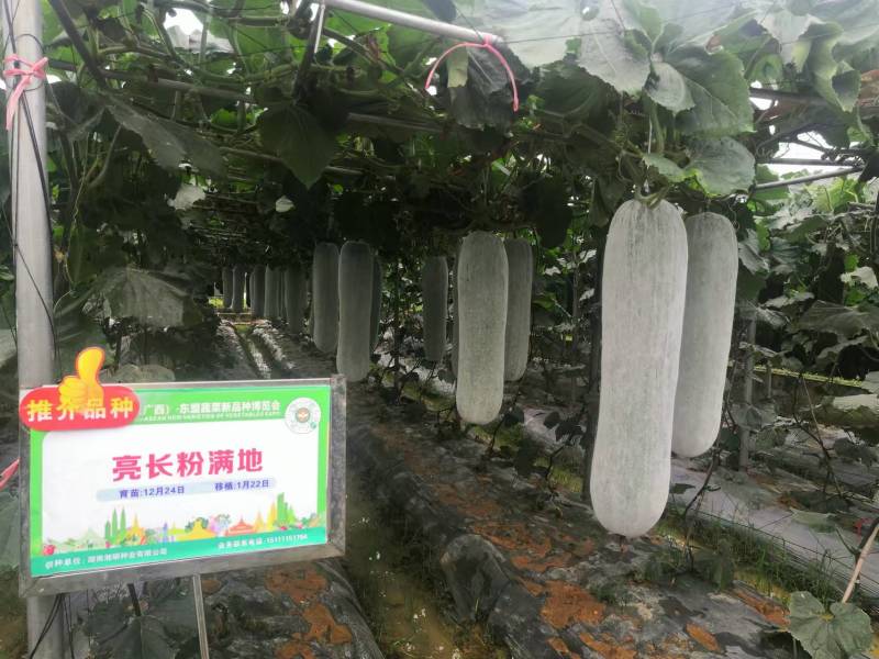亮长粉满地粉皮冬瓜种子全国发货量大从优