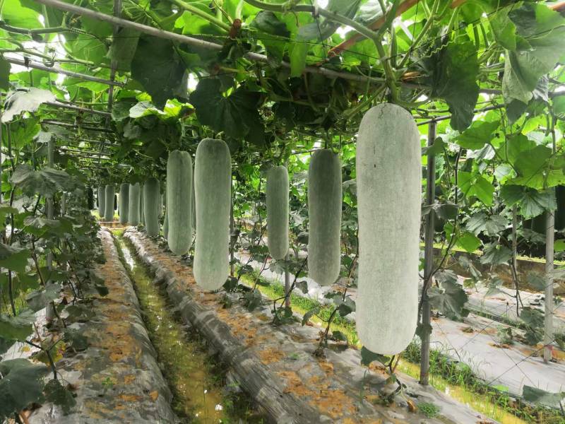 亮长粉满地粉皮冬瓜种子全国发货量大从优