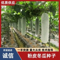 亮长粉满地粉皮冬瓜种子全国发货量大从优