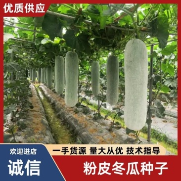 亮长粉满地粉皮冬瓜种子全国发货量大从优