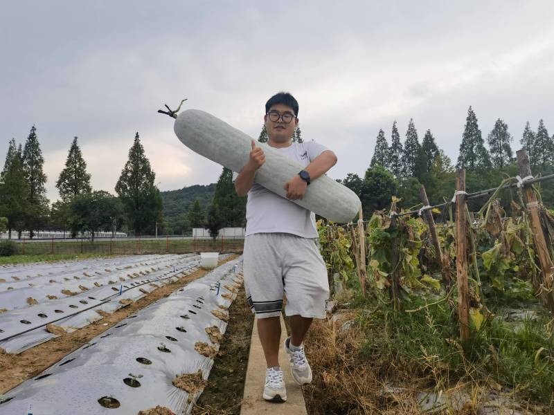 亮长粉满地粉皮冬瓜种子全国发货量大从优