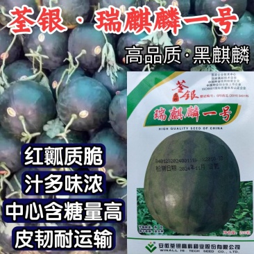 黑皮西瓜种子瑞麒麟一号黑麒麟黑圆西瓜甜脆红瓤懒汉西瓜种子