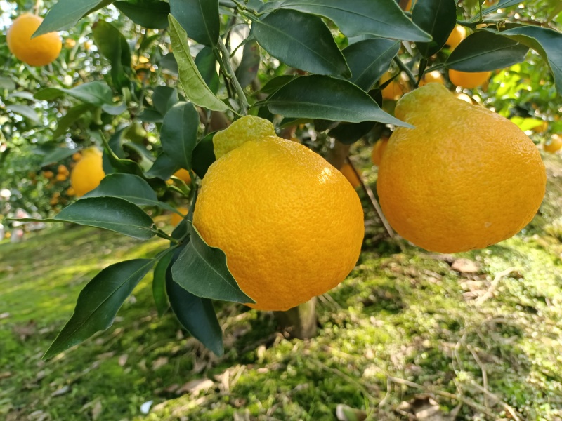 四川橘子不知火丑橘大量供应四川产地直发，货源充足，量大。