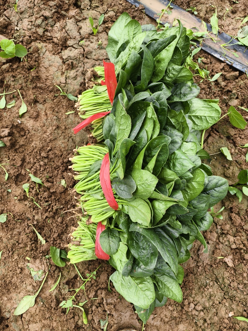 精品菠菜大叶菠菜，新鲜采摘，质量保证一手货源量大优惠