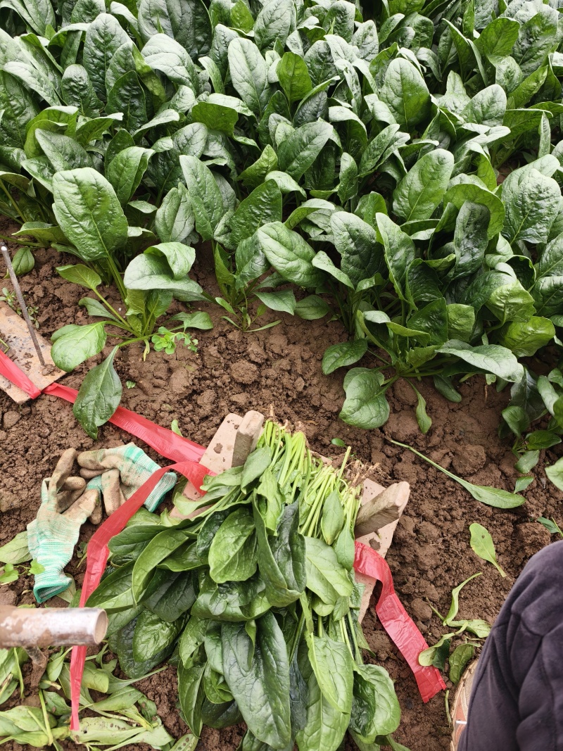 精品菠菜大叶菠菜，新鲜采摘，质量保证一手货源量大优惠