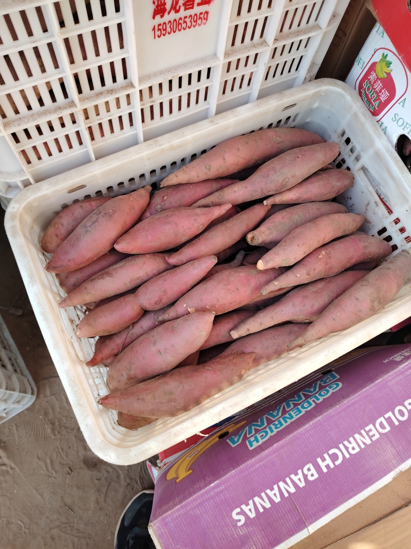 河北西瓜红红薯产地直发一手货源品质保障欢迎咨询