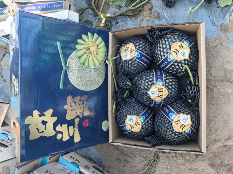 海南产地网纹瓜大量现货供应，规格齐全，可视频看货