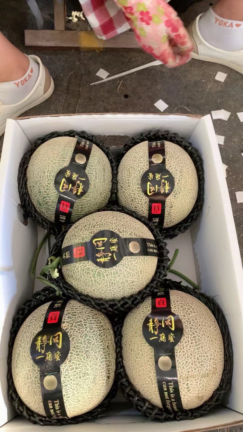 海南产地网纹瓜大量现货供应，规格齐全，可视频看货