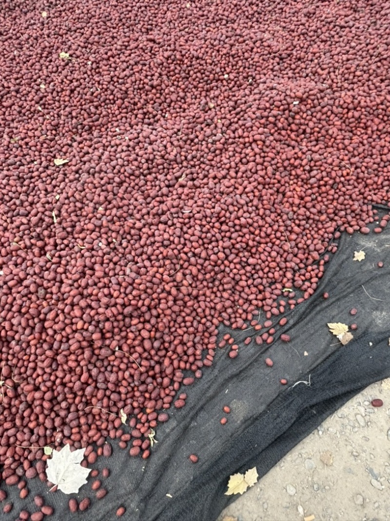 新疆红枣阿克苏灰枣大量有货产地直发对接电商市场等