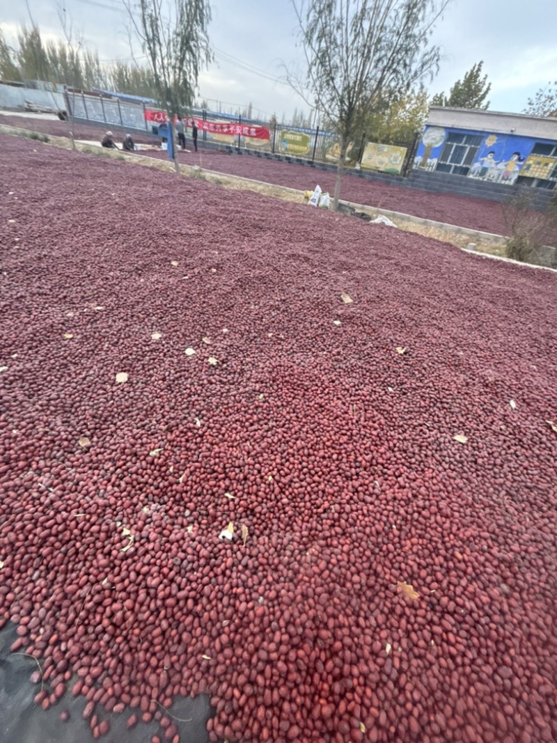 新疆红枣阿克苏灰枣大量有货产地直发对接电商市场等