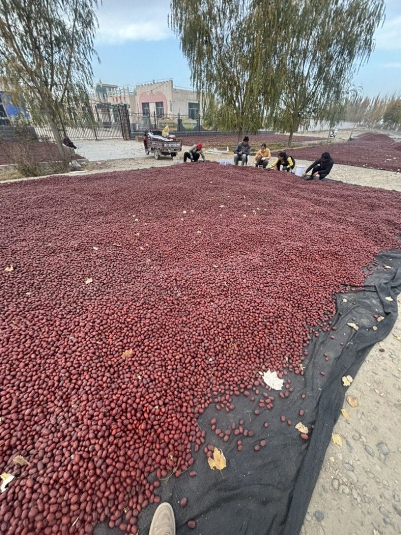 新疆红枣阿克苏灰枣大量有货产地直发对接电商市场等