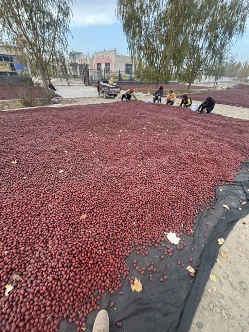 新疆红枣阿克苏灰枣大量有货产地直发对接电商市场等