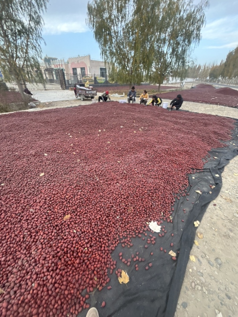 新疆红枣阿克苏灰枣大量有货产地直发对接电商市场等