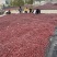 新疆红枣阿克苏灰枣大量有货产地直发对接电商市场等