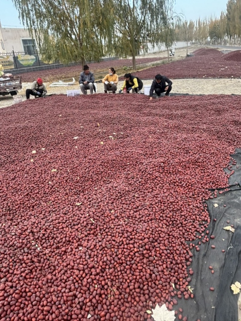 新疆红枣阿克苏灰枣大量有货产地直发对接电商市场等