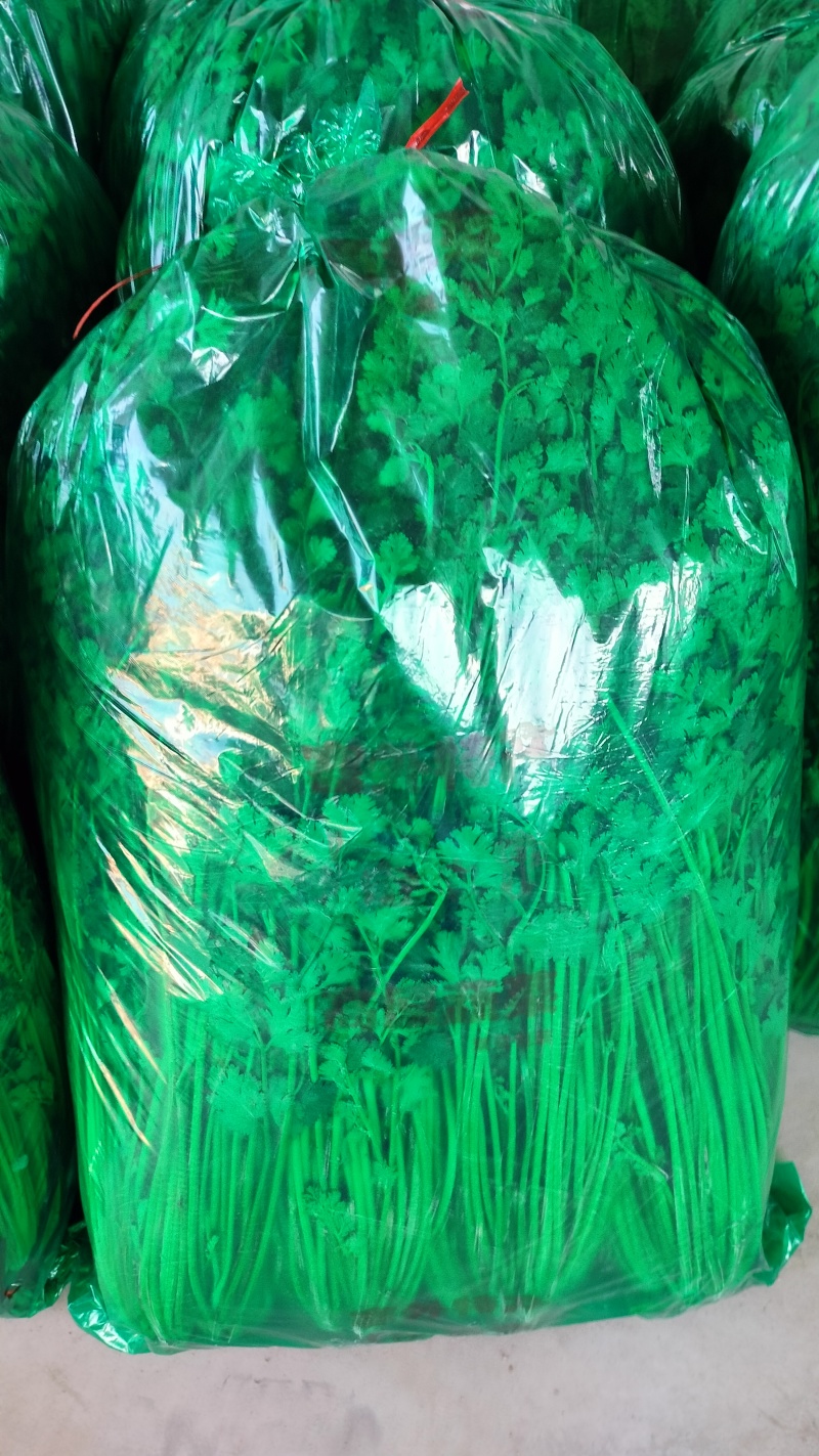 精品香菜