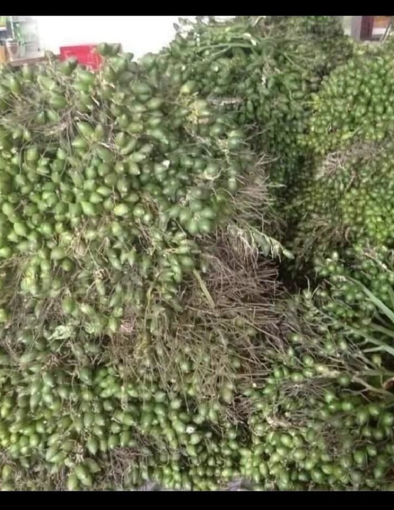 鲜果槟榔，缅甸产