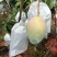 《晚熟芒果》四川攀枝花凯特对接市场代办供货欢迎来电