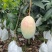 《晚熟芒果》四川攀枝花凯特对接市场代办供货欢迎来电