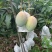 《晚熟芒果》四川攀枝花凯特对接市场代办供货欢迎来电