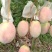 《晚熟芒果》四川攀枝花凯特对接市场代办供货欢迎来电