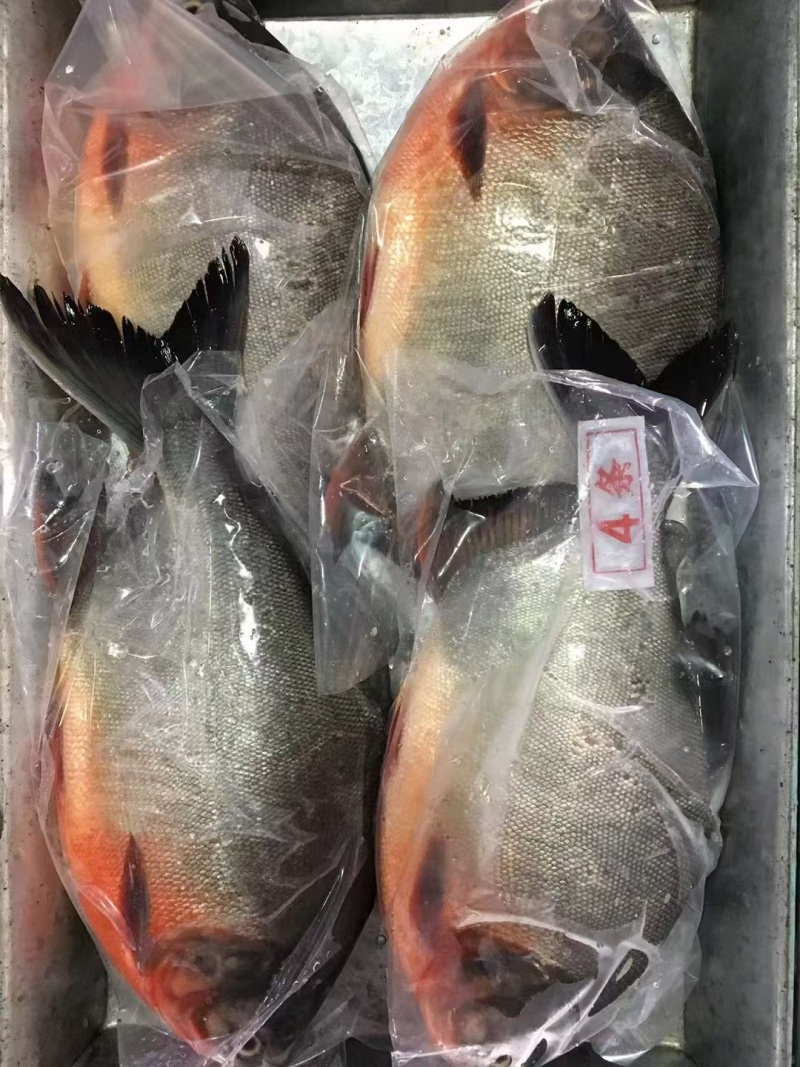大个红鲳鱼，鲜活速冻无冰衣，3，4，5，6条