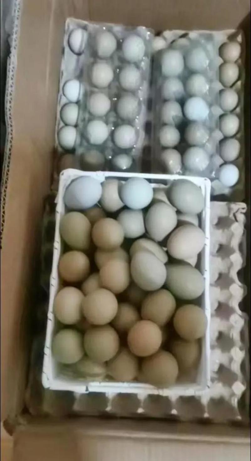 七彩山鸡蛋，，保证新鲜，破损包赔，生鲜食品，快递包邮，
