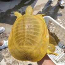 黄鱼，各种各样大小都有，保证精挑选规格，品质保证量大从优