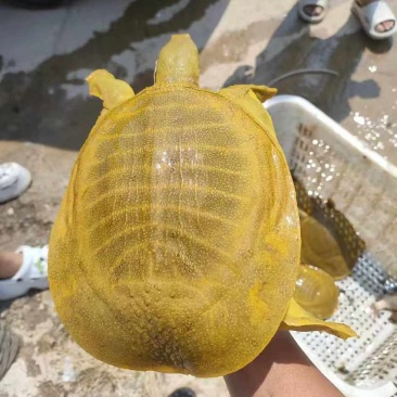 黄鱼，各种各样大小都有，保证精挑选规格，品质保证量大从优