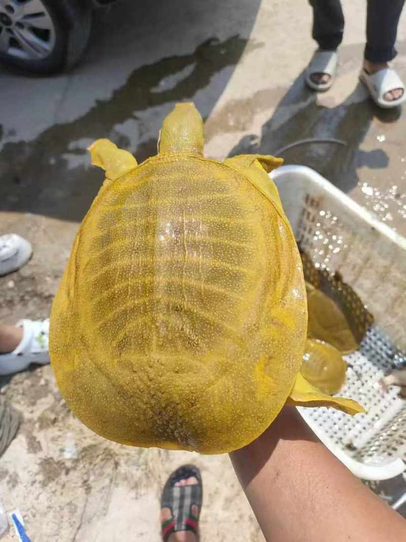 黄鱼，各种各样大小都有，保证精挑选规格，品质保证量大从优