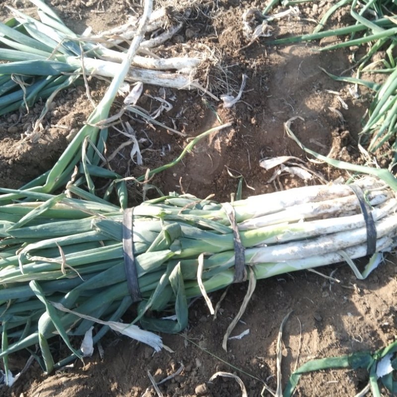山东优质大葱，产地直供，货源充足，代收代卖，大量走货